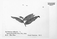 Uromyces valerianae image